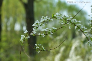 不如跳舞的花