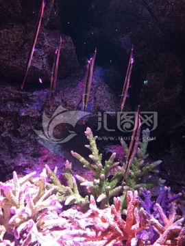 泰国曼谷海洋馆深海珊瑚