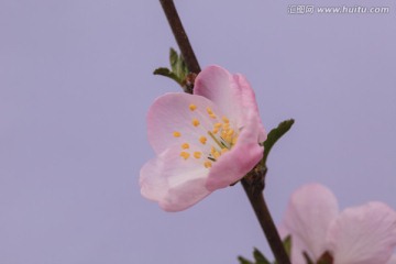 花朵