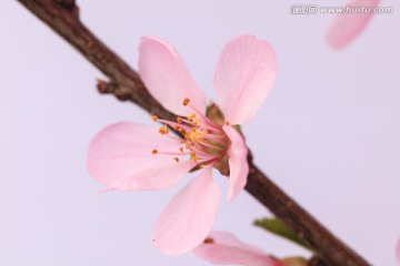 花朵