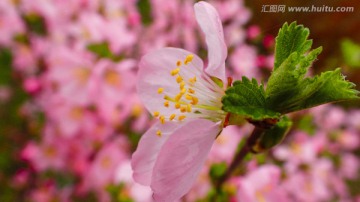 花朵