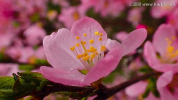 花朵