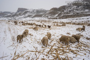 雪地里的羊群