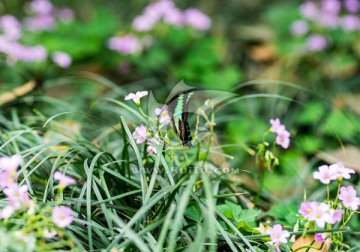 花园里的蝴蝶