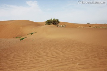 沙漠与植物 新疆