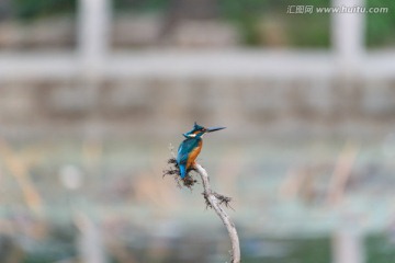 风中翠鸟