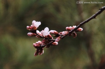 桃花盛开