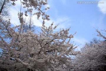 樱花图片