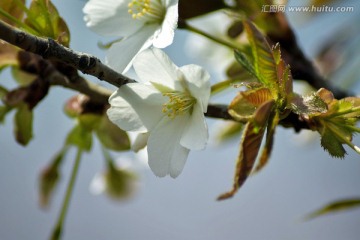 樱花