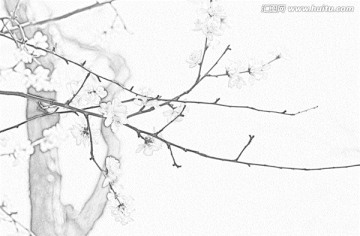 桃花素描