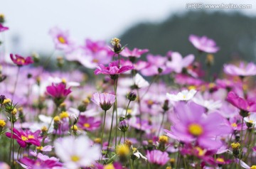 格桑花