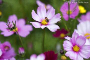 那里花开