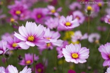 那里花开