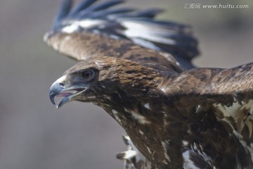 草原雄鹰