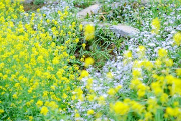 油菜花