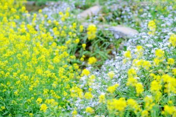 油菜花