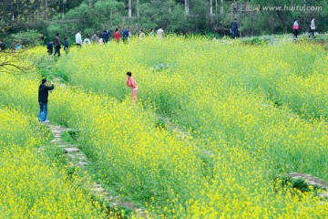 油菜花