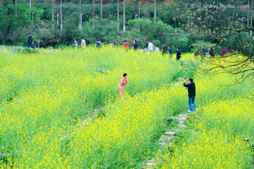 油菜花开