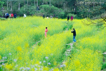 油菜花