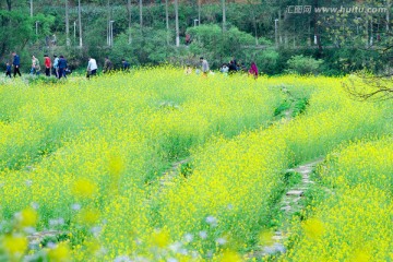 油菜花