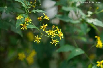 野菊花