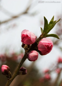 碧桃花