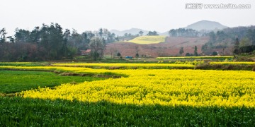 油菜花