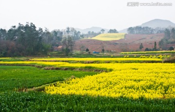 油菜花