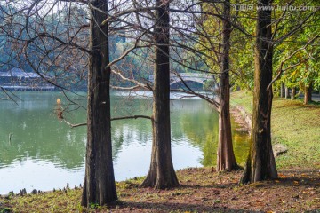 湖边水杉