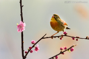 红嘴相思鸟