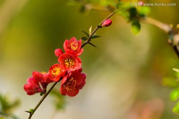 贴梗海棠