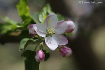 苹果花