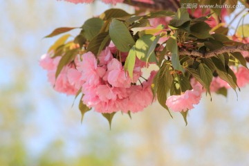 浪漫樱花