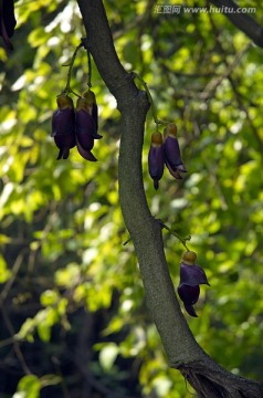 华溪森林公园古藤树紫花
