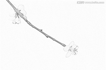 桃花素描