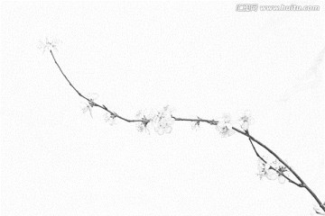 桃花素描