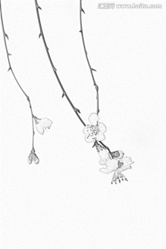 桃花素描