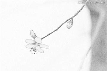 桃花素描