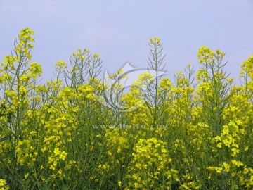 油菜花