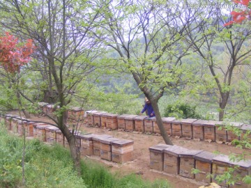 山里养蜂场