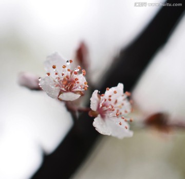 露水与花