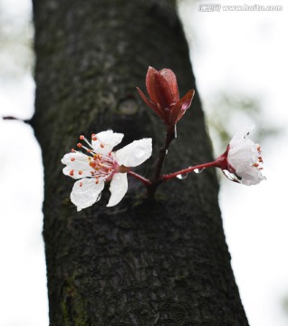 露水与花