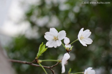 花卉 花朵