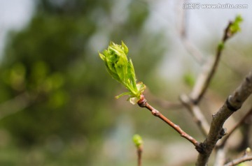 春芽 枝芽 背景图