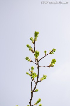 树芽 枝芽 枝条