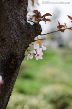 小花 树干 生命