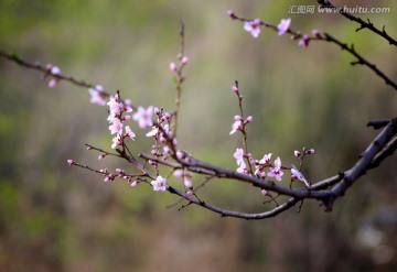 一枝桃花