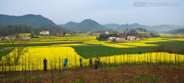 油菜花