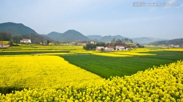 油菜花