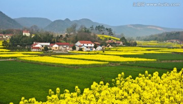 油菜花